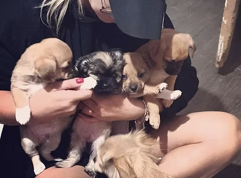 Girl holding puppies