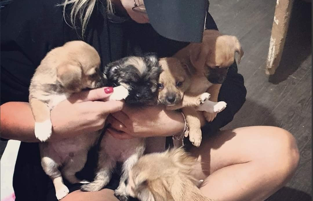 Girl holding puppies